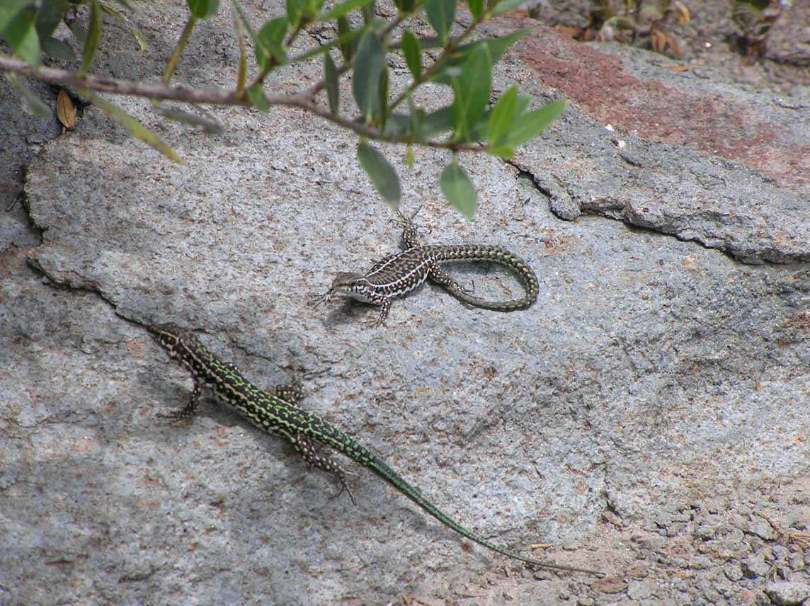 Podarcis tiliguerta